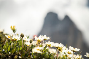 Italy, Dolomites, Hochpustertal Valley, Naturpark Drei Zinnen (Three Peaks of Lavaredo Nature Park), Alpine flowers Italy, Dolomites, Hochpustertal Valley, Naturpark Drei Zinnen (Three Peaks of Lavaredo Nature Park), Alpine flowers